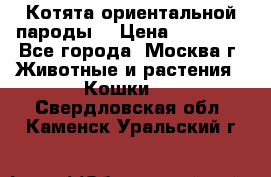 Котята ориентальной пароды  › Цена ­ 12 000 - Все города, Москва г. Животные и растения » Кошки   . Свердловская обл.,Каменск-Уральский г.